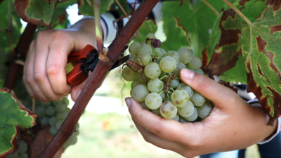 ©jerome morel-domaine massougné