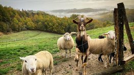 Ferme Refuge LES 3 DINDES