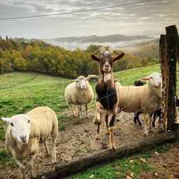 Ferme Refuge LES 3 DINDES