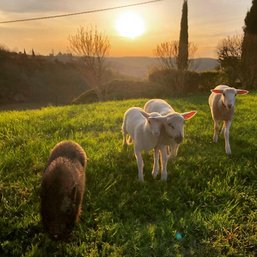 Ferme Refuge LES 3 DINDES