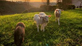 Ferme Refuge LES 3 DINDES