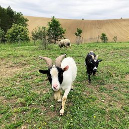 Ferme Refuge LES 3 DINDES